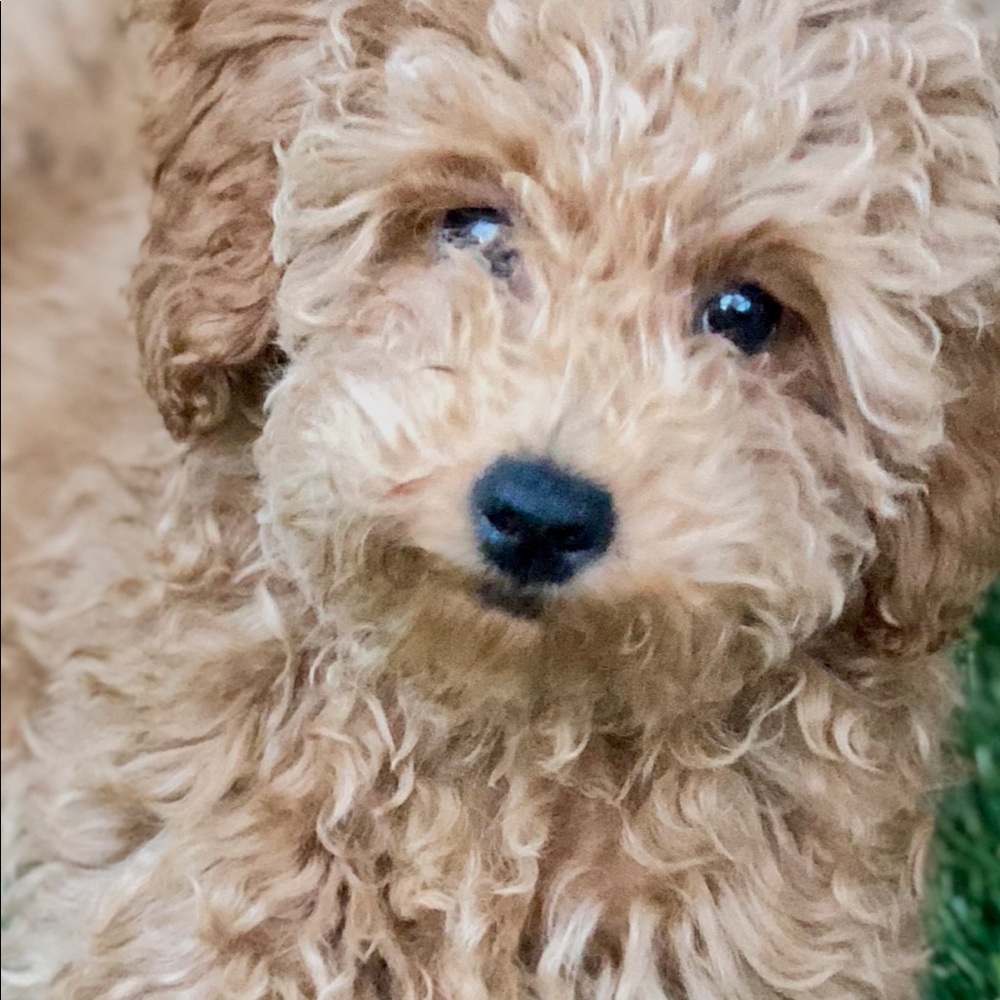 Meet your Posher, Sue (and her pup Gracie)